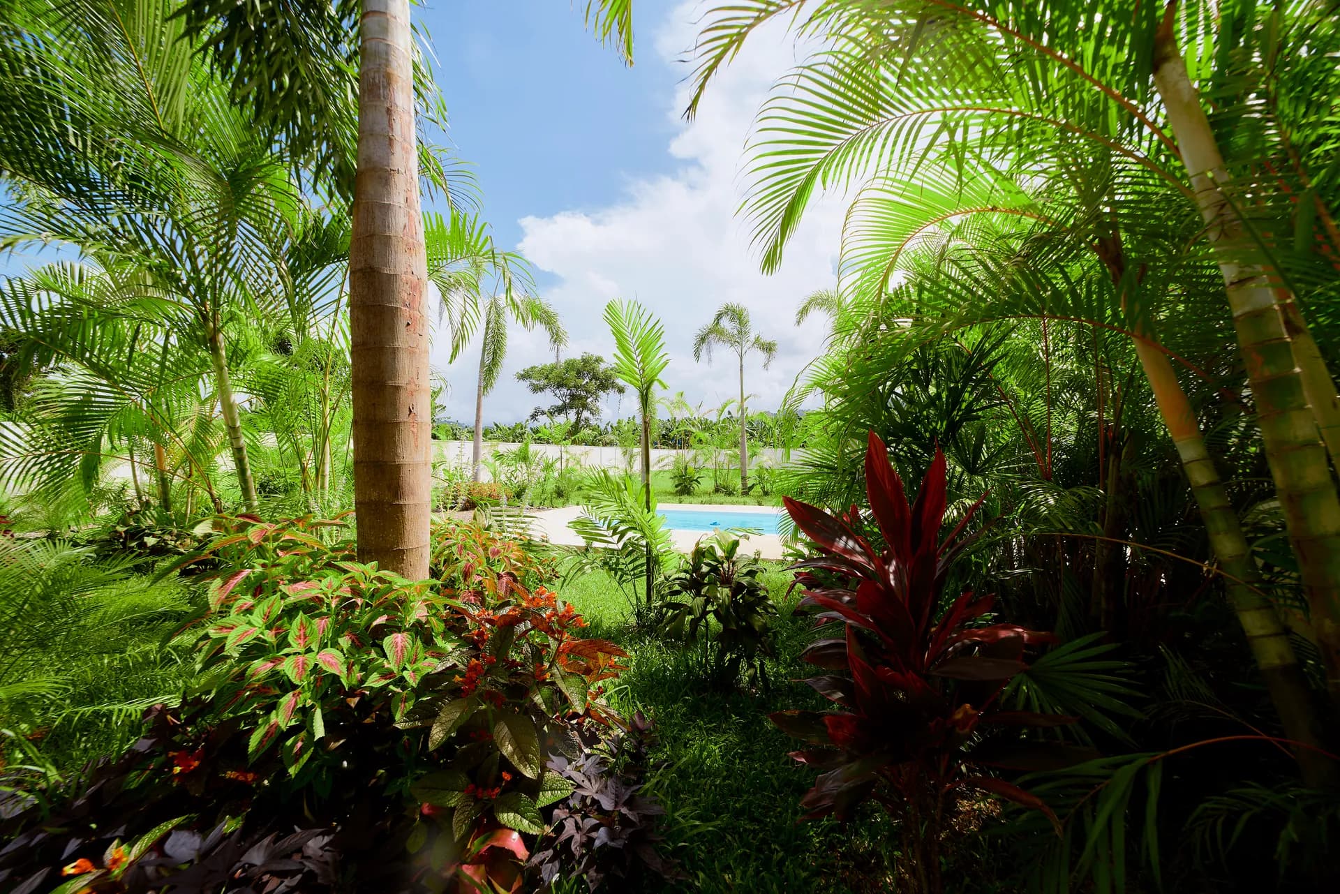 Piscina de Casa Gray vista entre la exuberante vegetación tropical